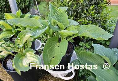 Hosta Sally Goes Green